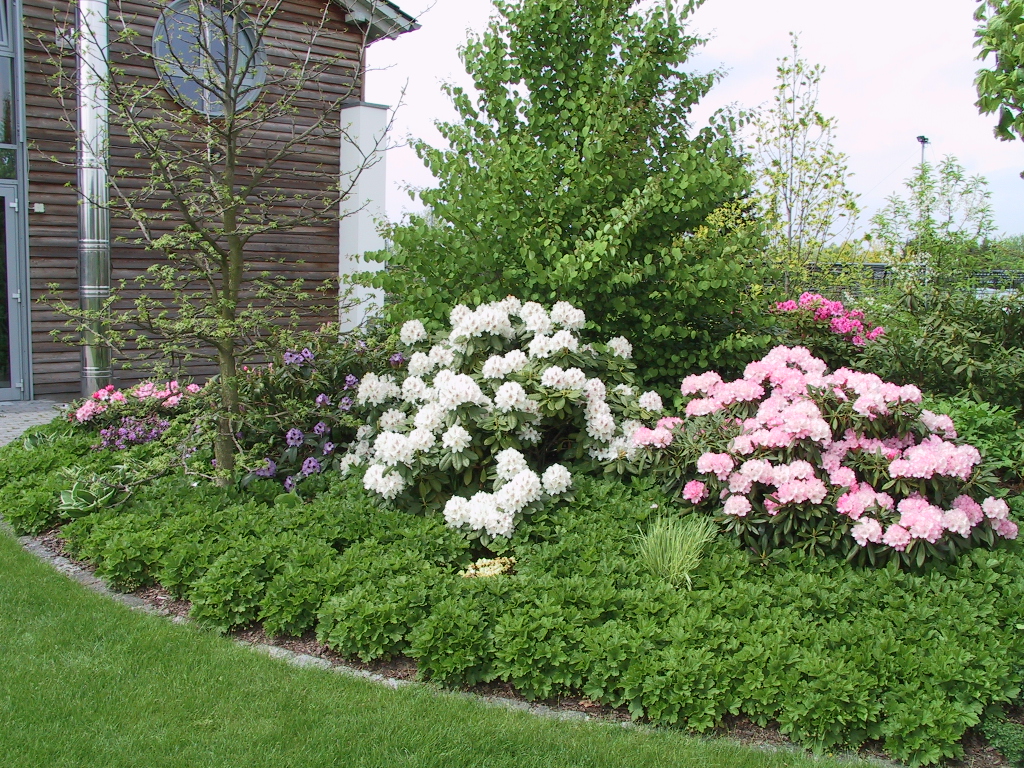 Rhododendron yakushimanum Love Song 03.jpg